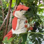 Fuchs Fido 2022-09-25 14_44_28